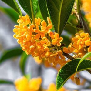Osmanthus fragrance oil