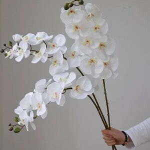 Orchid fragrance oil